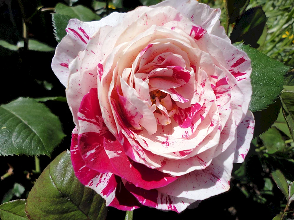 E777 grüne Rosen