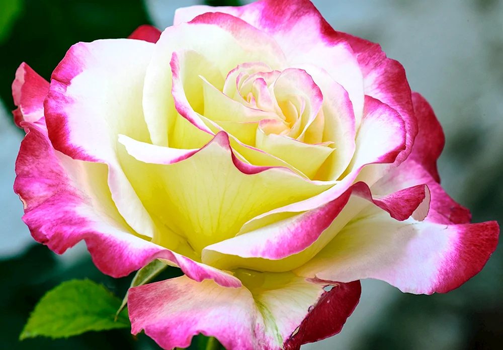 Tee-Hybrid Rose Hybride Ravel