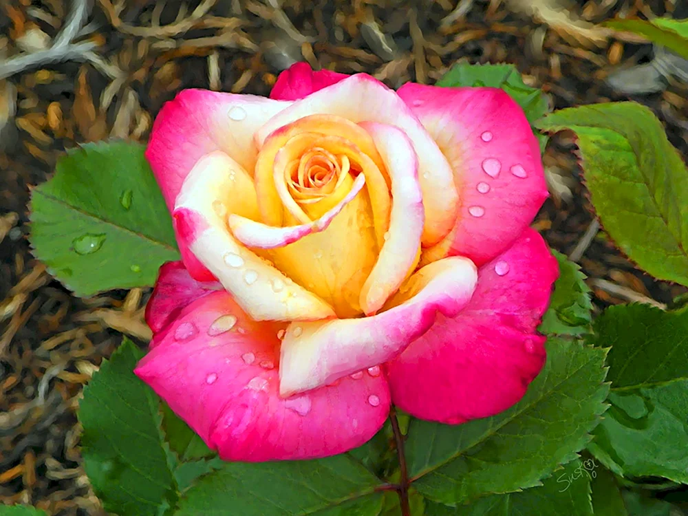 Sehr bunte Rosen