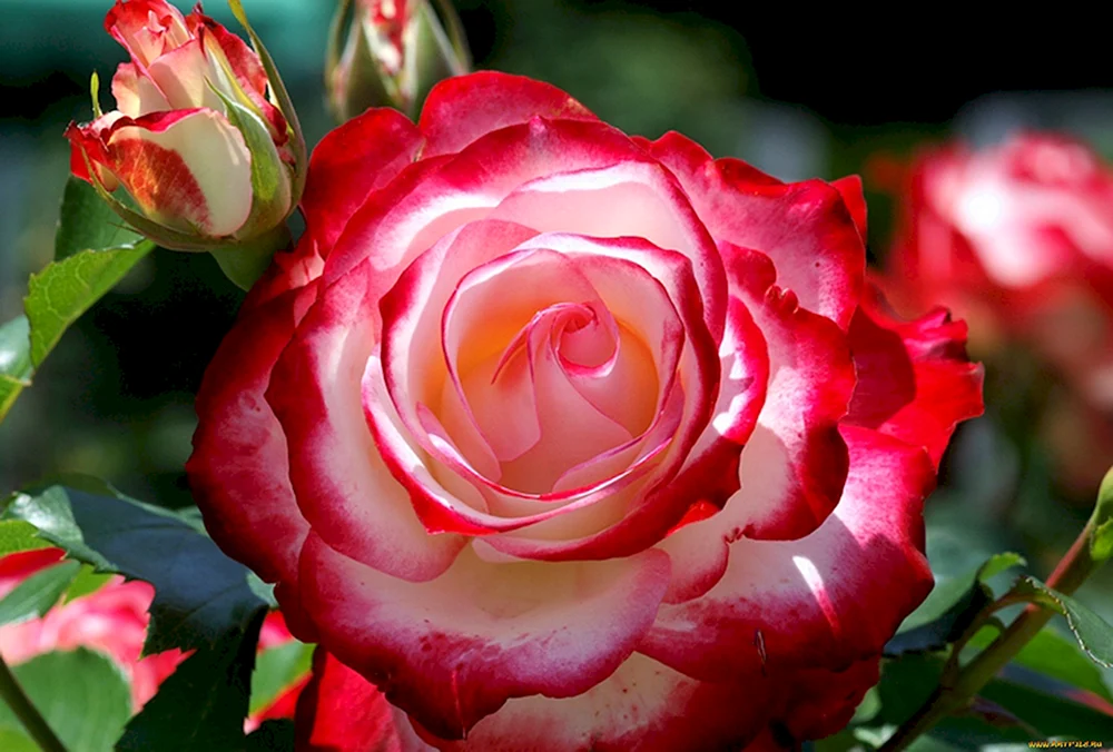 Double Delight Tee-Hybrid Rose