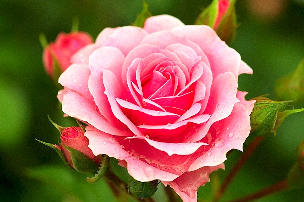 Rose Blumen Rosen