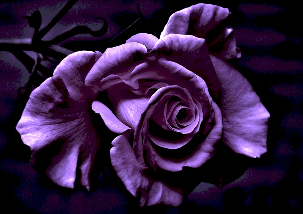 Schwarze Rosen Halfati