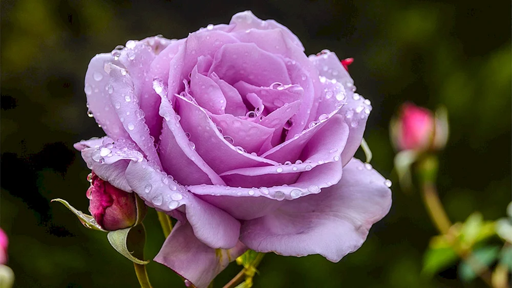 Luxuriöse Blumen