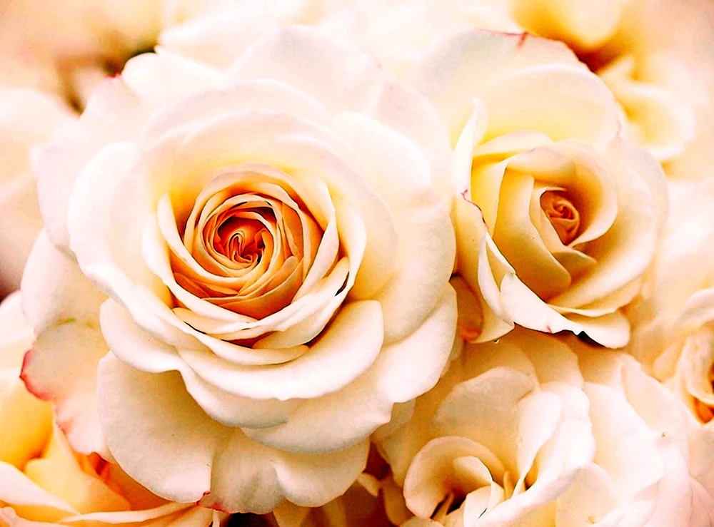 Rose Emotion cremig