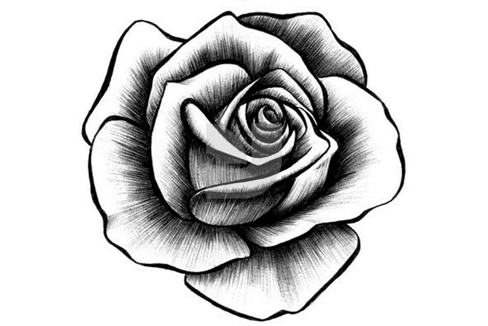 Rosen zeichnen mit Bleistift