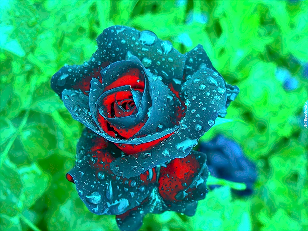 Rainbow-Rose