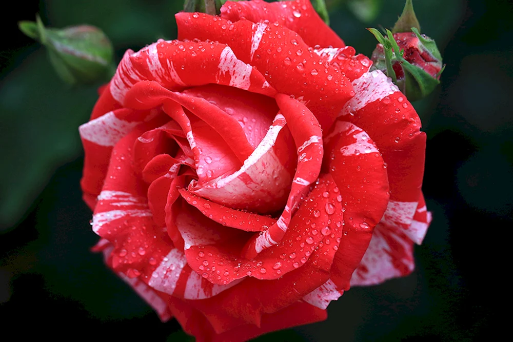 Rose Floribunda Henri Matisse