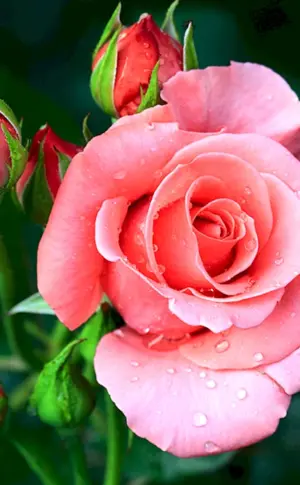 Floribunda-Rose Rosa