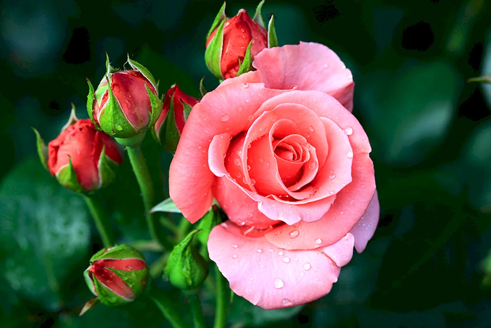 Rosa floribunda Pink