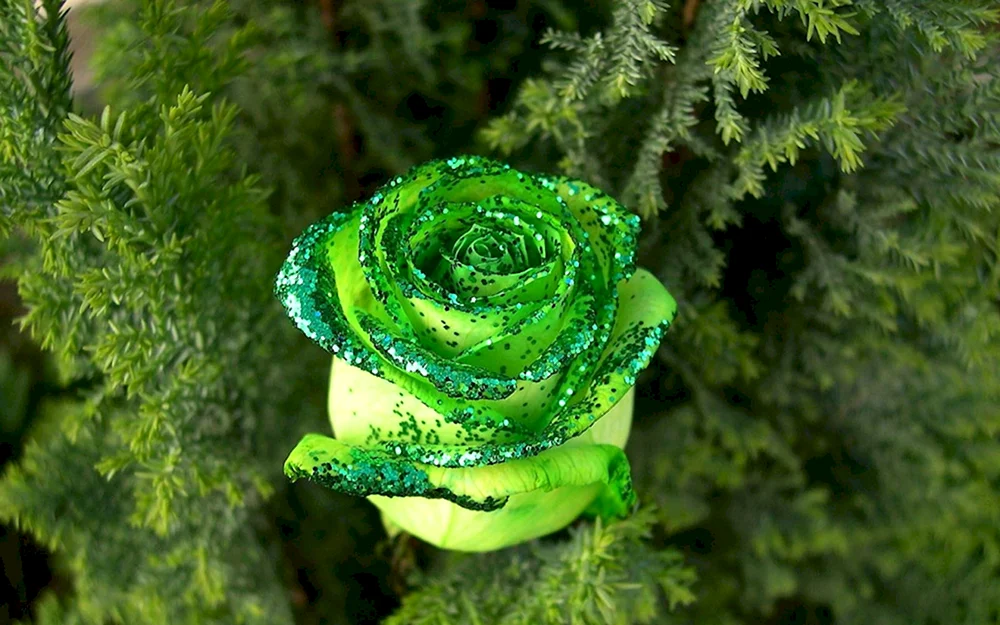 Blumenbild für Avatar