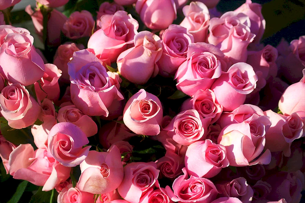 Rose Ivanhoe