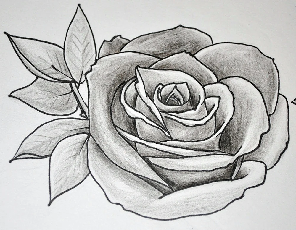 Rosenzeichnung mit Bleistift