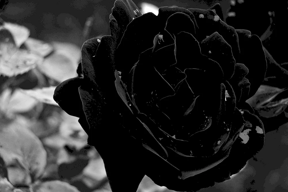 Schwarze RosenHalfeti