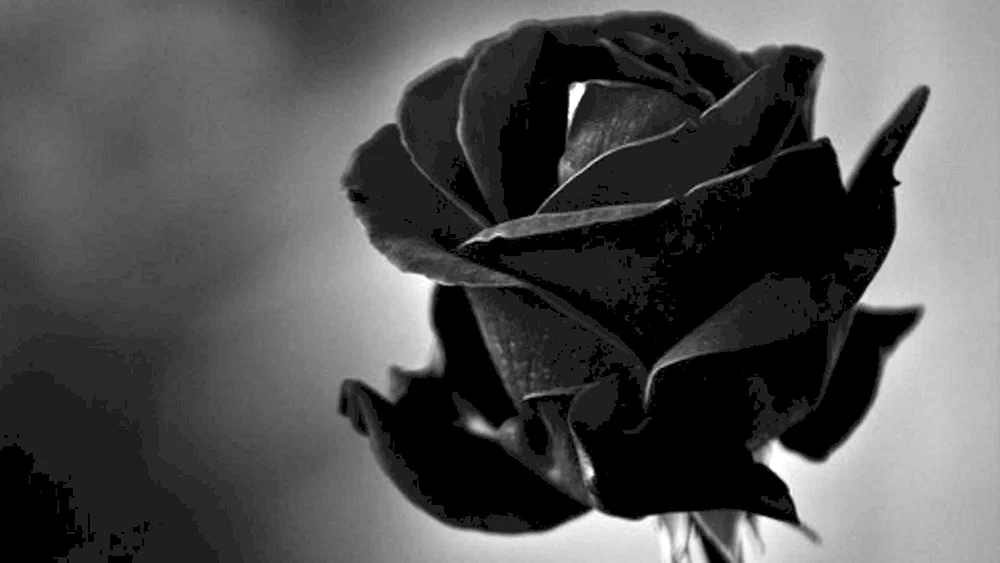 Schwarze RosenHalfeti