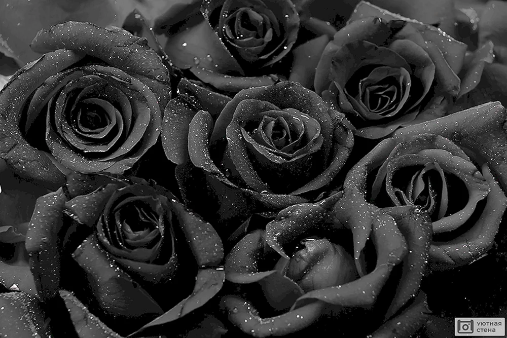 Schwarze RosenHalfeti