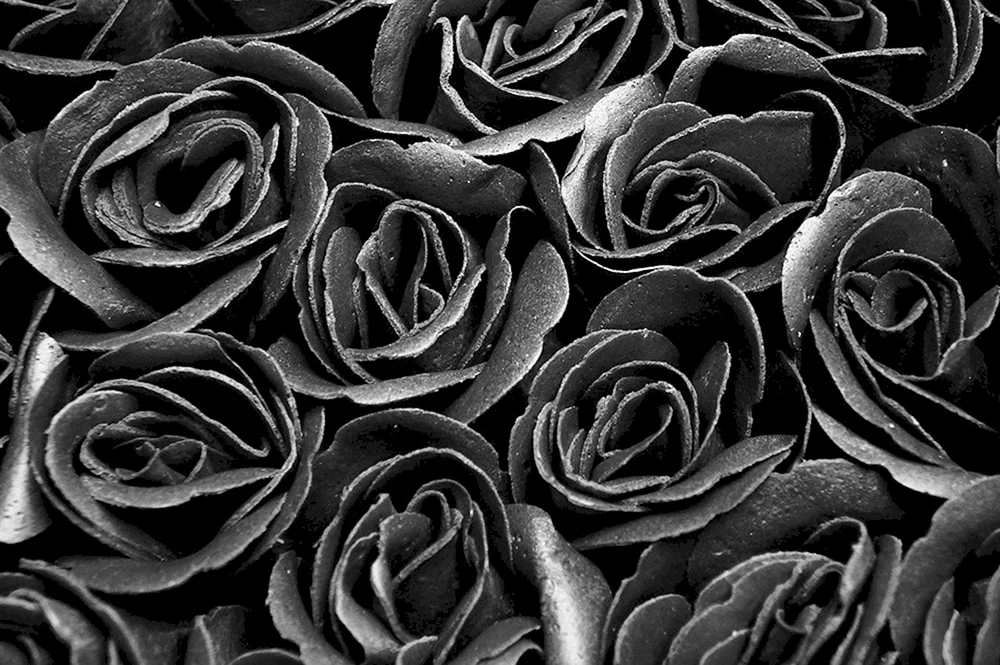 Schwarze RosenHalfeti