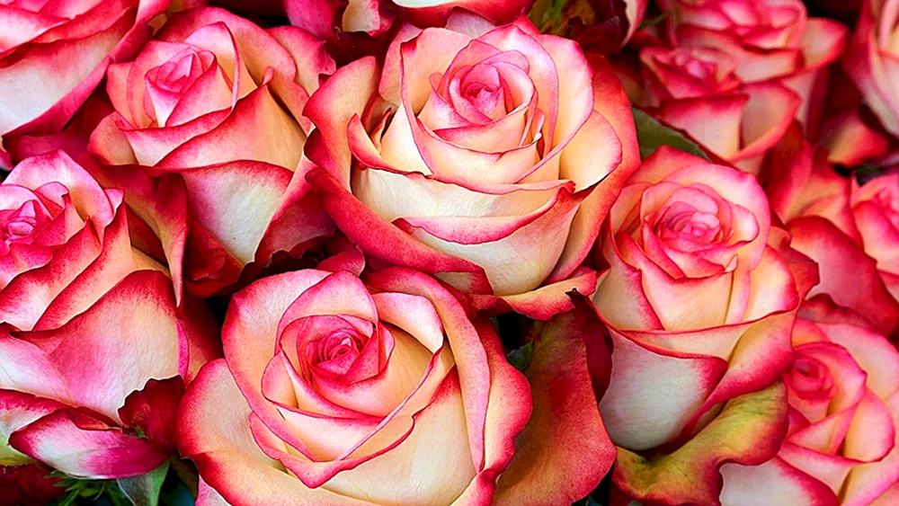 Rosa Eminence
