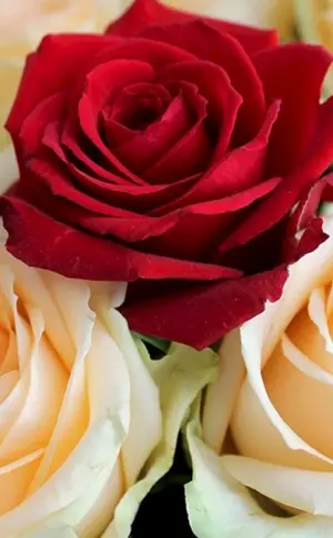 Rose Labelle