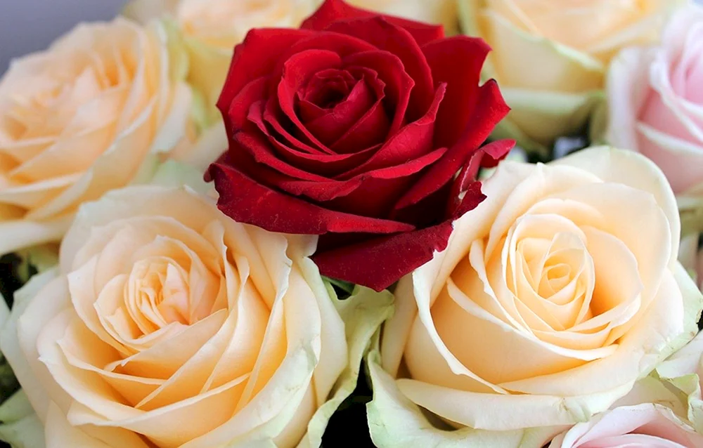 Rose Labelle