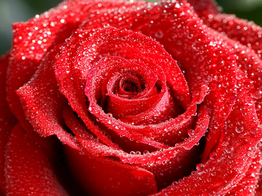 Rose Marjolein