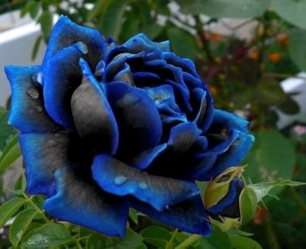 Rose Tiger Osiria