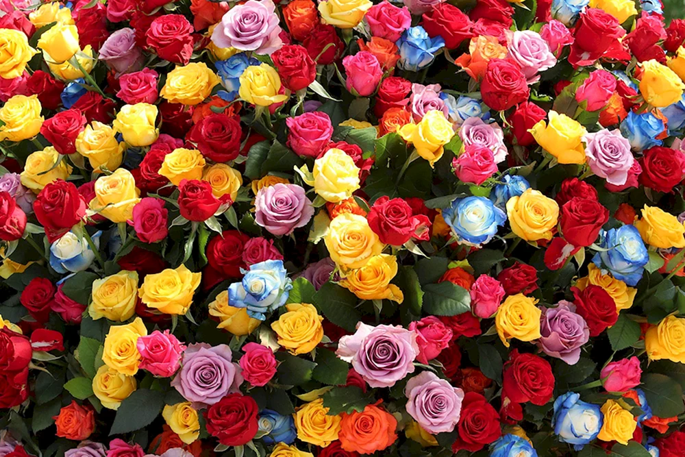 Rosa gemischtfarbig