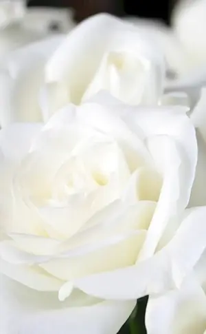 Rose Natures White