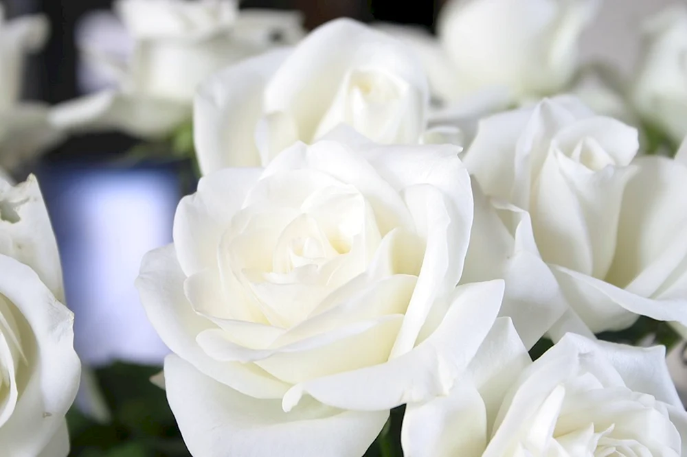 Rose Natures White