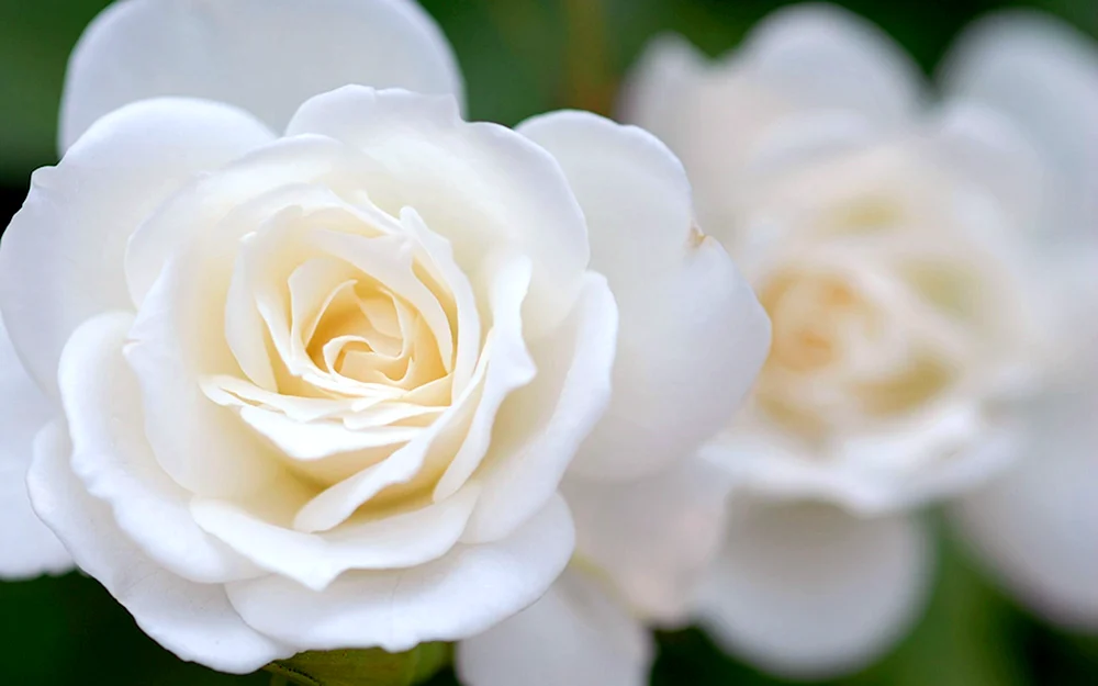 Teerose. Hybrid White White