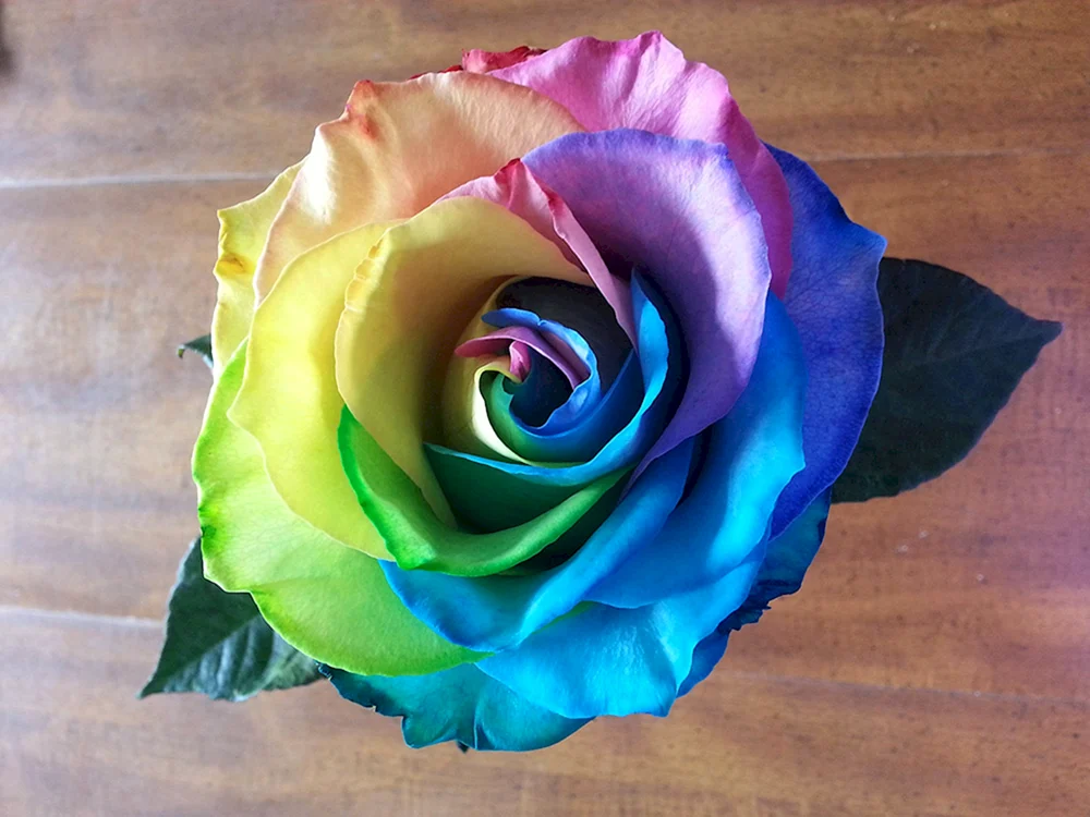 Schwarzer Baccara