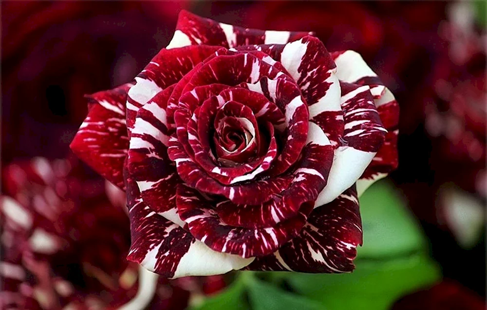 Rose Raspberry Elegance