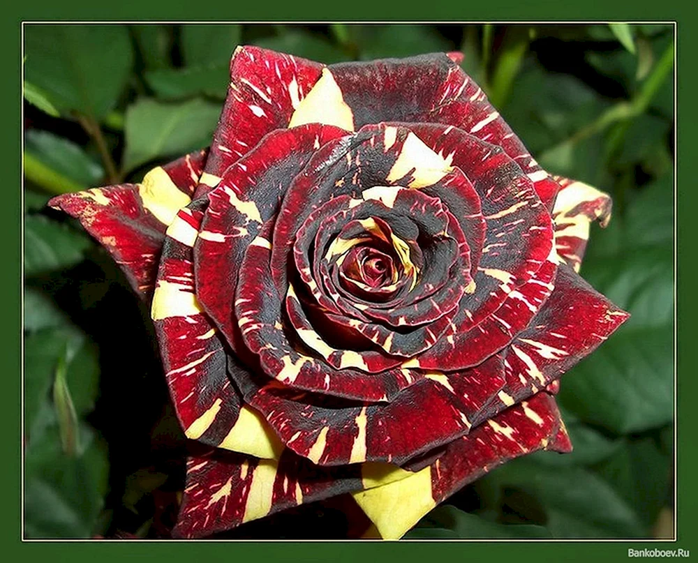 Rosa Vulcanica