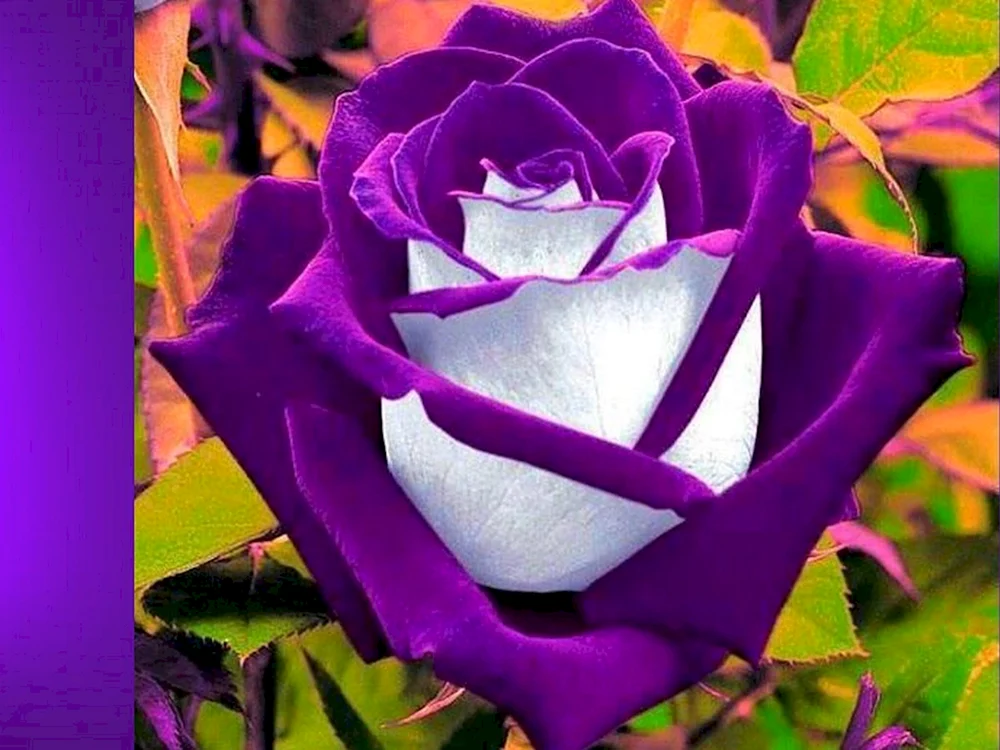 Rose Osiria