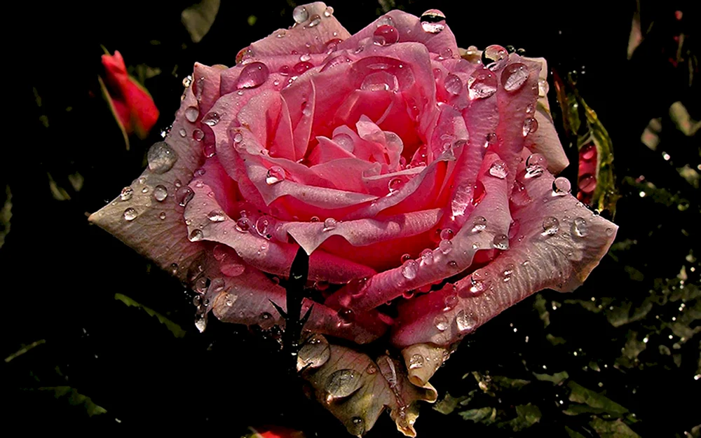 Rose Overig