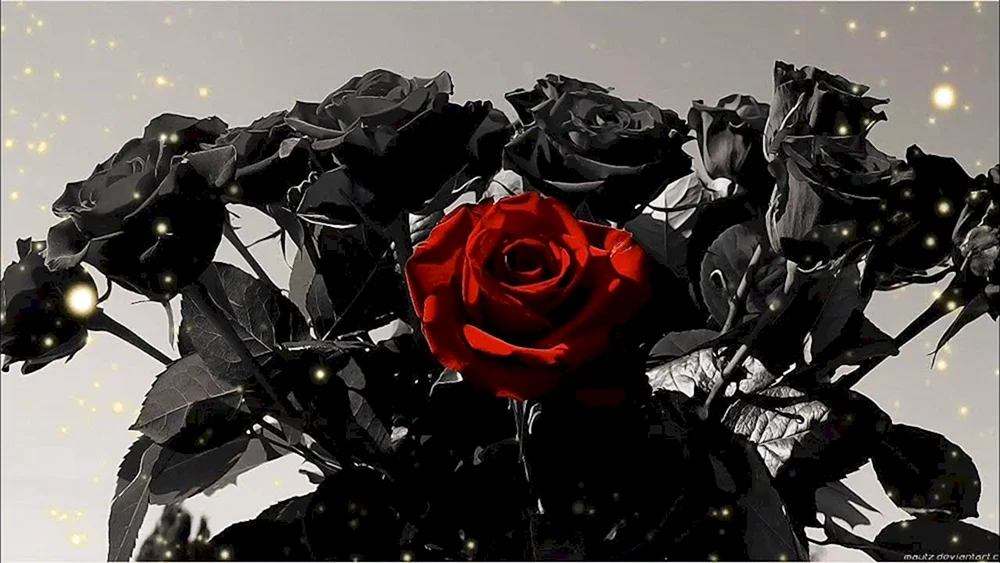 Schwarze Rose Halfeti