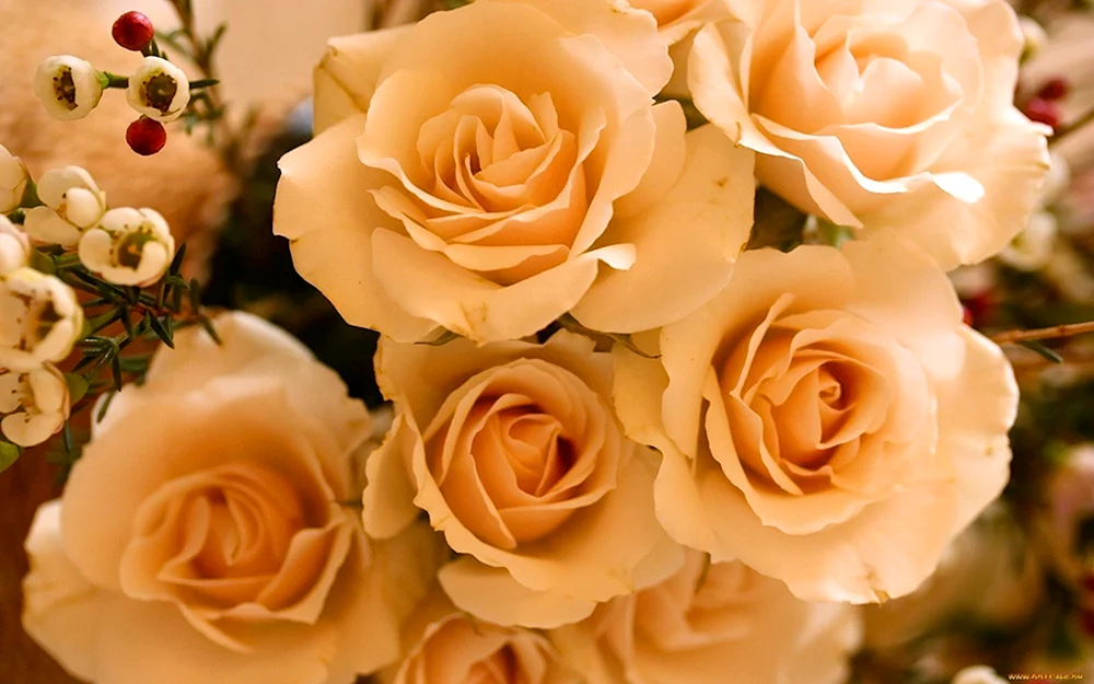 Rose Emotion cremefarben