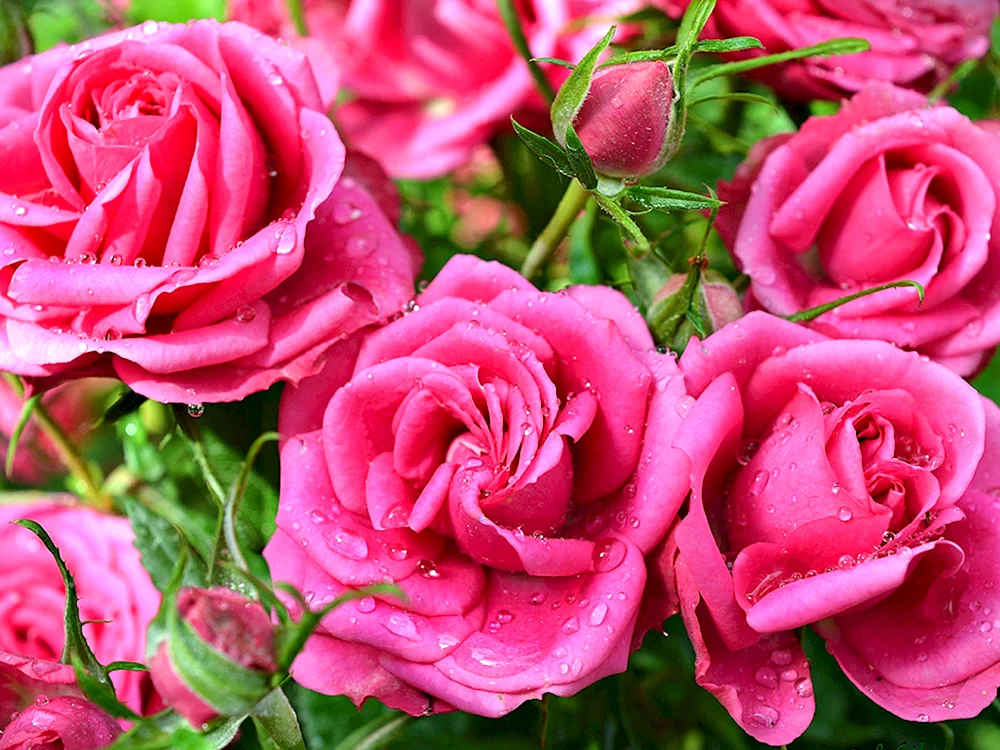 Rosa Pink Floriland