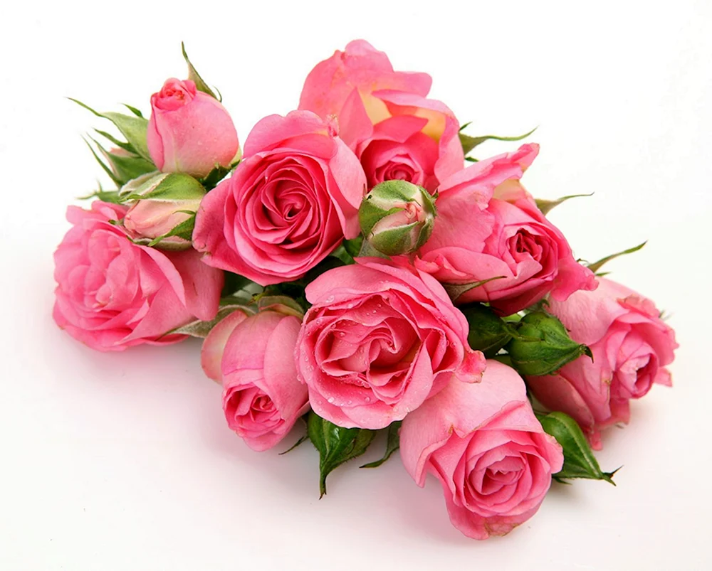 Rose Red Quin