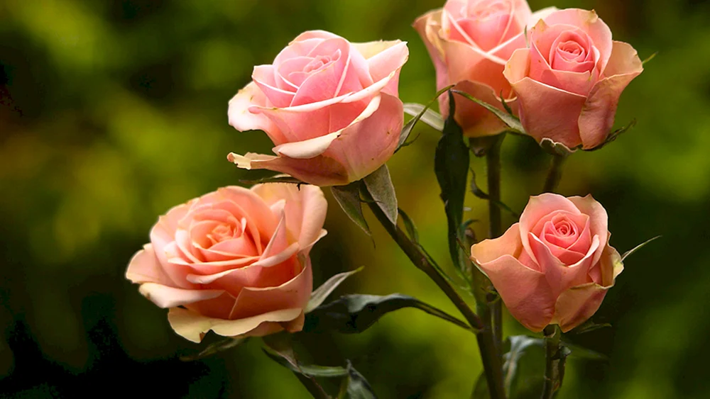 Rose scarlet Carson bouquet