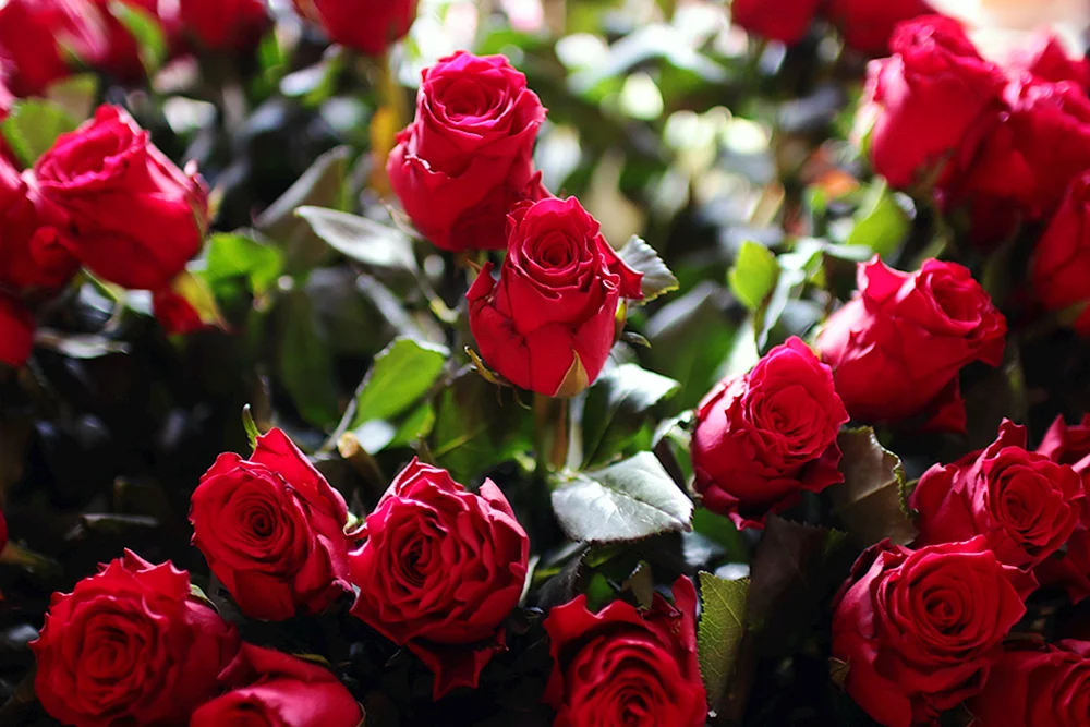 Rosa Red Queen