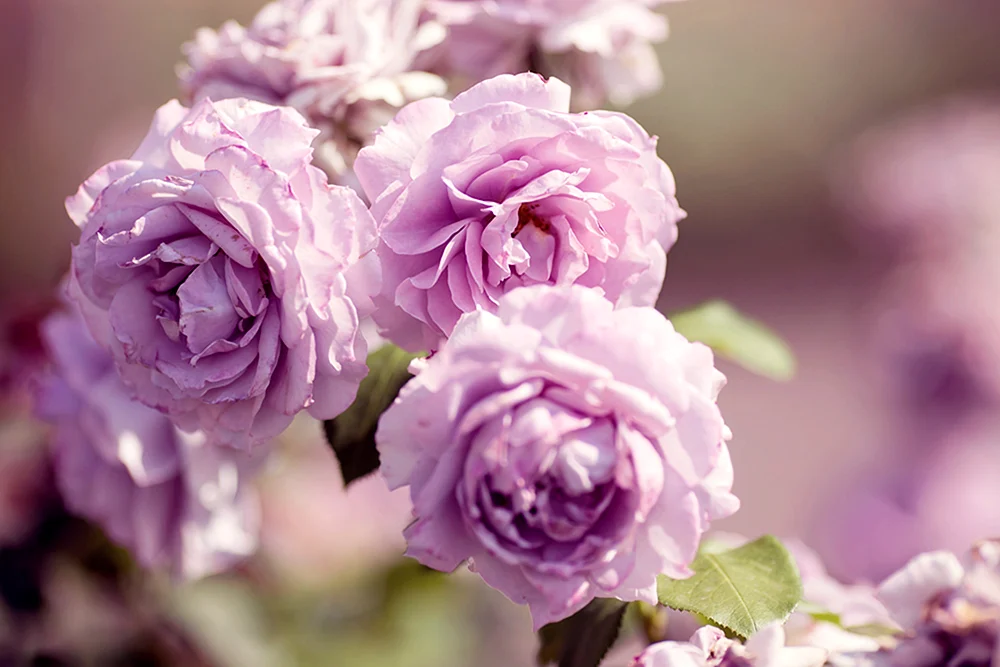 Schöne Rosen