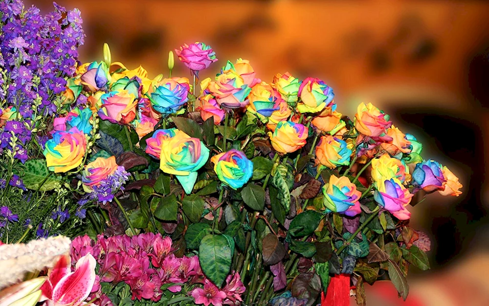 Rainbow rose