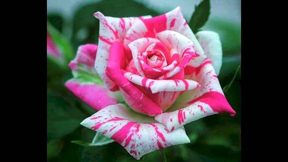 Himbeere Elegance
