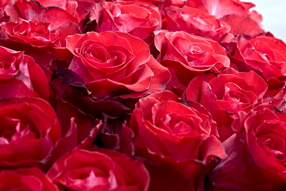 Rosa Red Bubbles