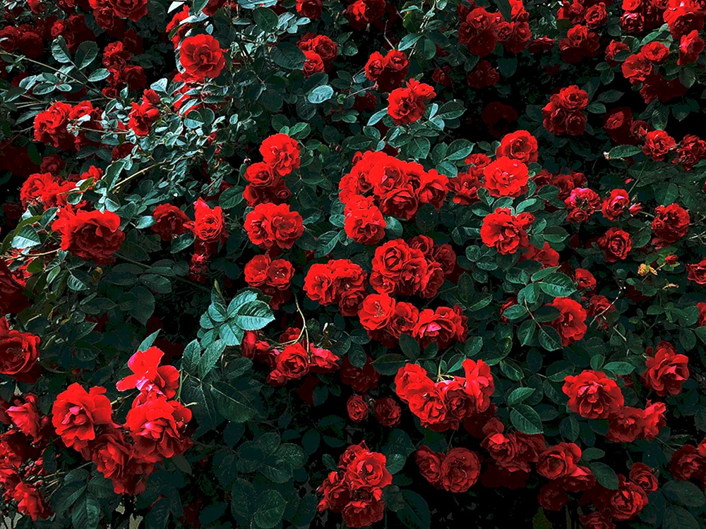 Rosa rote Gartenrose