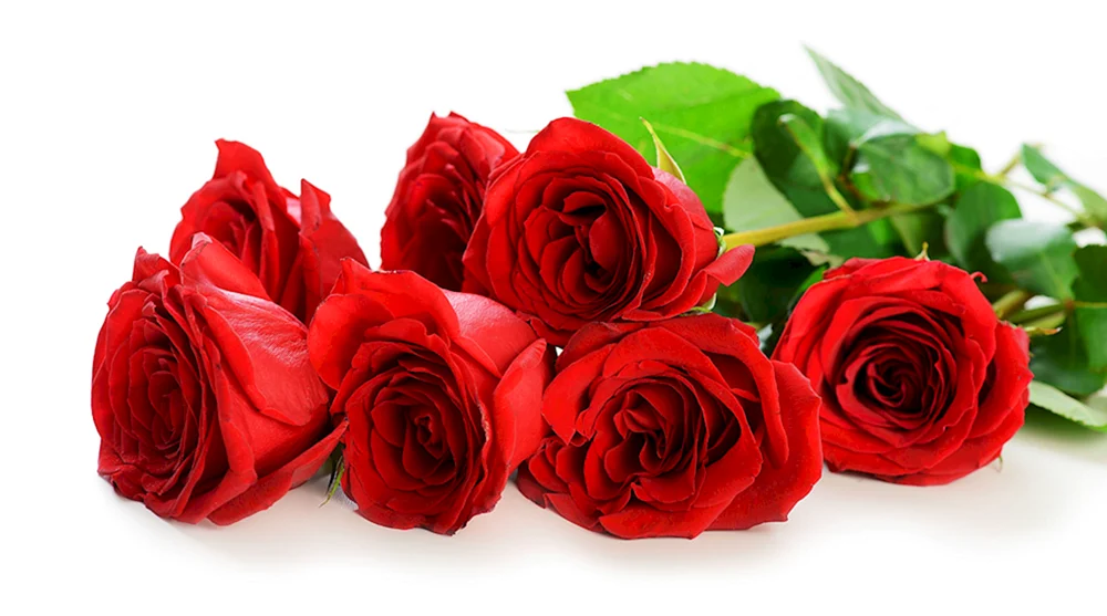 Schöner Rosenstrauß