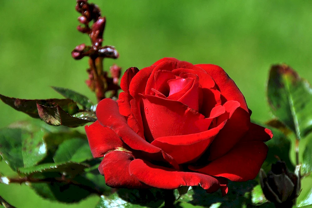 Red Queen rose