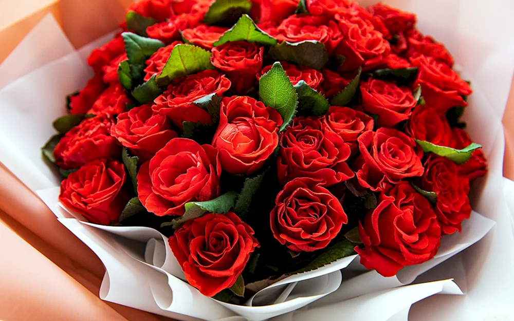Rose Red Quin