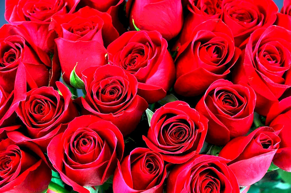 Rose Rote Rose