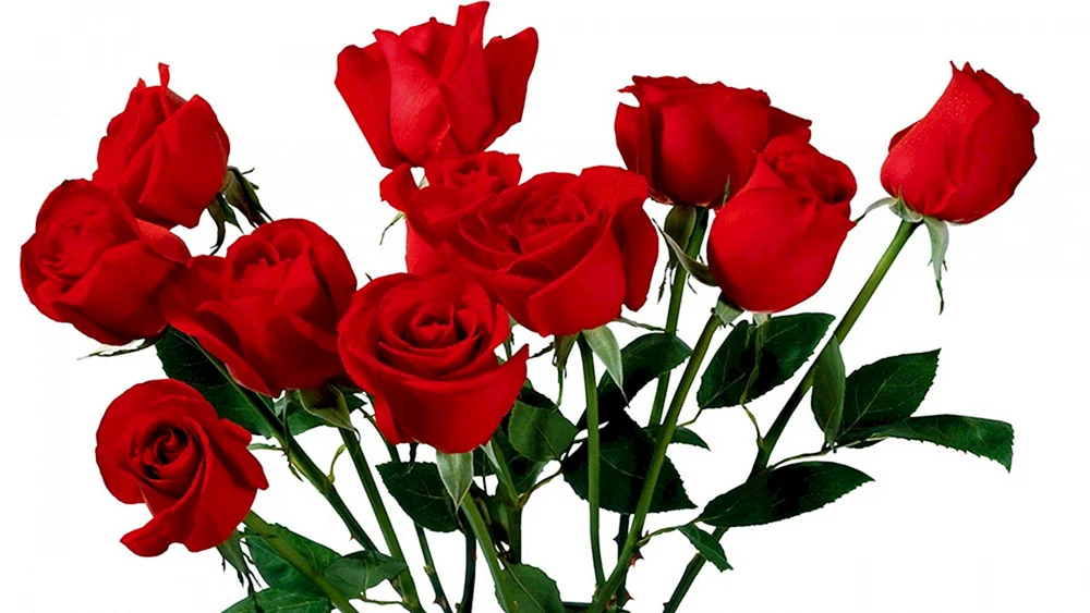 Rote Rose